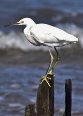 Snowy Egret
