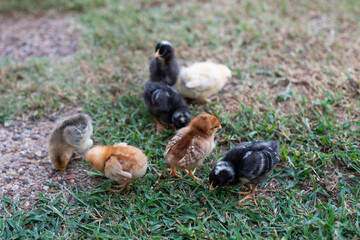Baby Chickens  Chicks in the yard