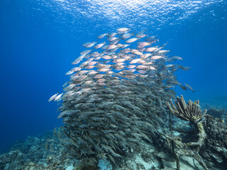Seascape with Bait Ball, School of Fish in the turquoise water of coral reef in Caribbean Sea,...