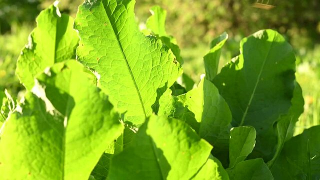 Rumex confertus leafs panorama motion camera. High quality 4k footage