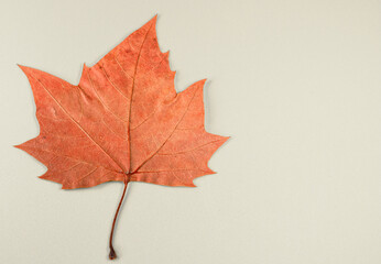 Background and texture with autumn leaf.
