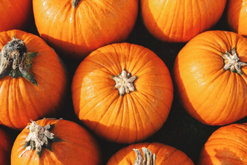 Pumpkin autumnal background with many pumpkins