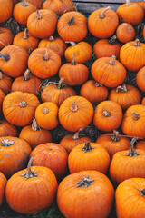 Pumpkin autumnal background with many pumpkins