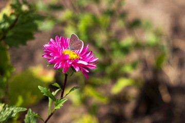 Lycaenidae butterfly. Blue small butterfly with spots outside the wings sits on a pink aster flower. Background, place for text