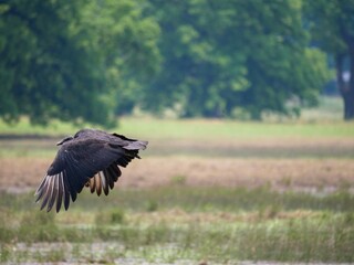 Fototapeta na wymiar vulture in flight