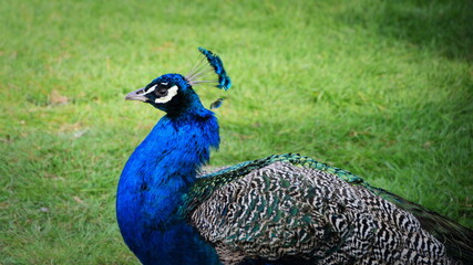 Fototapeta premium Beautiful colorful peacock 