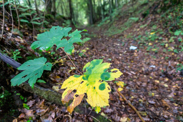 Autumn forest. The leaf of the tree is yellow-green. Landscape autumn in the woods.