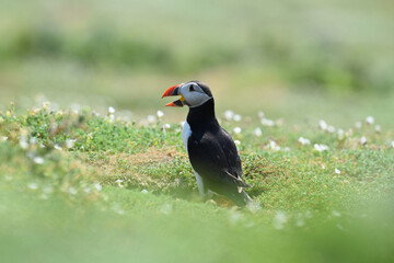 Puffins on Skomer Island, Pembrokeshire