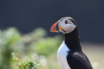 Puffins on Skomer Island, Pembrokeshire