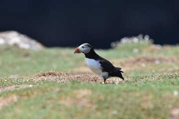 Puffins on Skomer Island, Pembrokeshire