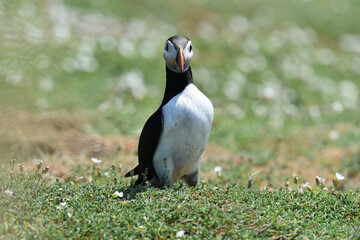 Puffins on Skomer Island, Pembrokeshire