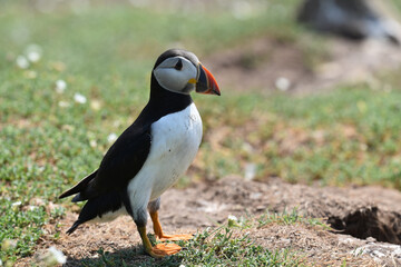 Puffins on Skomer Island, Pembrokeshire
