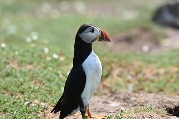 Puffins on Skomer Island, Pembrokeshire