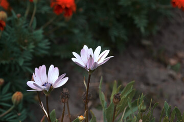 macro photo of flowers on the field