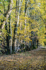 Autumn forest. Autumn in the park. Yellow and red leaves on trees in autumn. A forest road.