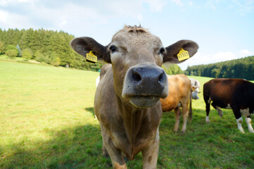 a curious beige cow looking closely into the camera in the Bavarian village Birkach in Germany		