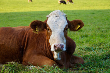 a beautiful calf resting on the green meadow in the Bavarian village Birkach in Germany	