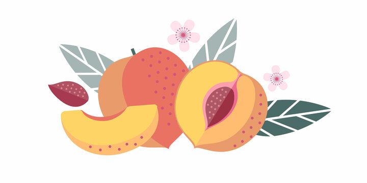 Peach fruits. Flat illustration. Whole and cut fruits, leaves, peach pits and flowers.