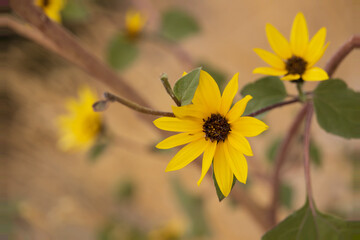 Little Sunflowers close-up