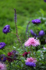 Salvia and aster flowers in rustic garden, late summer garden image.