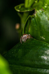 spider on a leaf