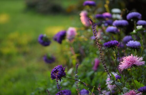Aster flowers and salvia in sunset late summer garden, bokeh garden background with sunlight, beautiful garden image with bokeh space for text.