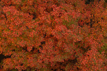 Red and green leaves on a tree