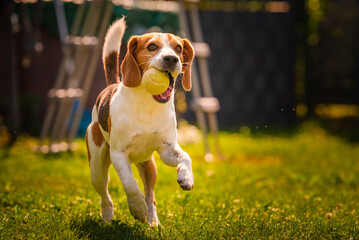 Beagle dog fun in backyard, outdoors run with ball towards camera. Agile dog training