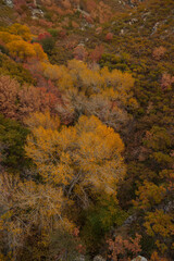 Fall foliage at Bear Canyon hiking trail, Utah