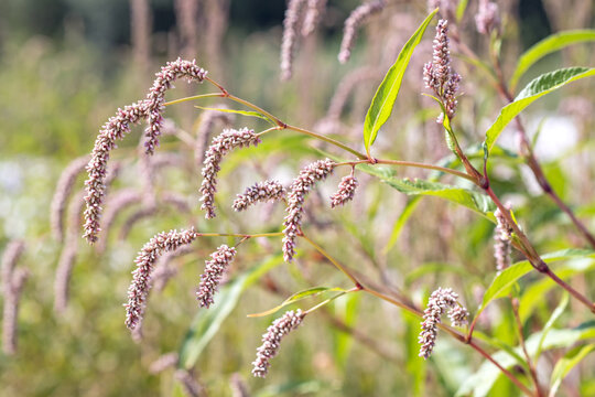 Persicaria lapathifolia flowering plant,known as pale persicaria a plant of the family Polygonaceae,on the riverbank in August in the Italian Lazio region