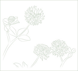 Meadow clover. Vector illustration. Flower collection. All elements are isolated