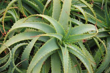 Close-up full frame view of sharp teethed aloe succulent plants