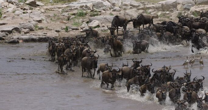 Slow motion Migrating herd wildebeest fighting for survival, running and crossing the Mara River