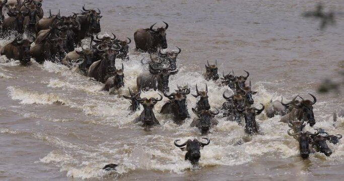 Slow motion Migrating herd wildebeest fighting for survival, swimming and crossing the Mara River
