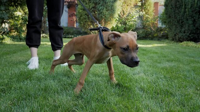 Excited and naughty puppy pulls the leash, barks, dog wants to walk, indulges