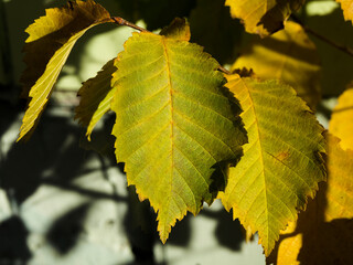 Yellowed leaves on a tree branch