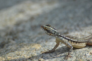 Obraz premium Lagartixa