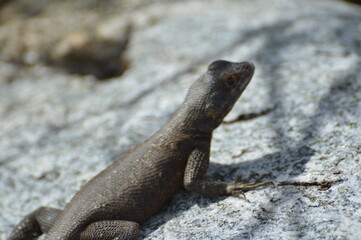 Lagartixa