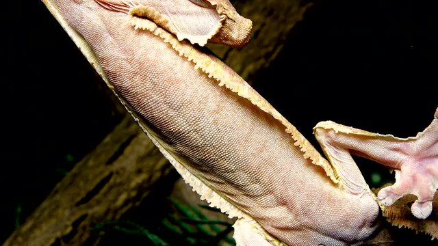 Henkel's leaf-tailed gecko (Uroplatus henkeli), lizard with camouflage color on a tree branch