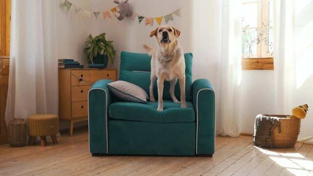the dog sits on a chair and barks