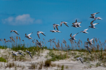 Flock of Terns Flying over Sand Dunes