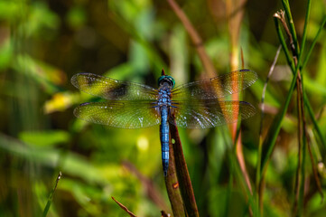 Blue Dasher Dragonfly Straight Up