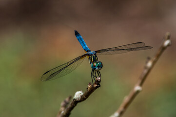 Blue Dasher Dragonfly from Above