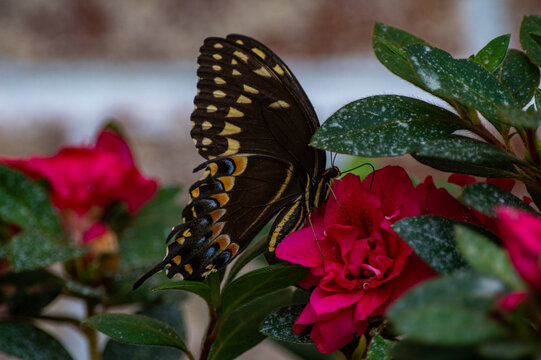 Palamedes Swallowtail