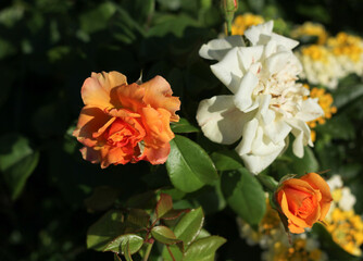 rose bushes with colorful roses in the garden