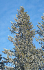 Fir tree half covered with hoarfrost against the sky