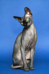 Naklejka premium Temperament Canadian Sphynx - breed of cat known for its lack of fur. Full length portrait of sitting cat on blue background. Front view of animal.