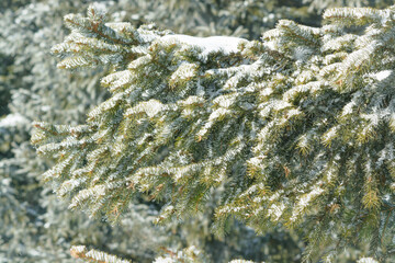 Green spruce branch in winter with a little snow