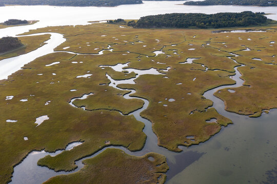 Narrow channels meander through a salt marsh in Pleasant Bay, Cape Cod, Massachusetts. This type of wetland habitat is vital feeding grounds for migrating birds, fish, and many marine invertebrates.