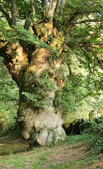 Castaño centenario en un bosque de Galicia